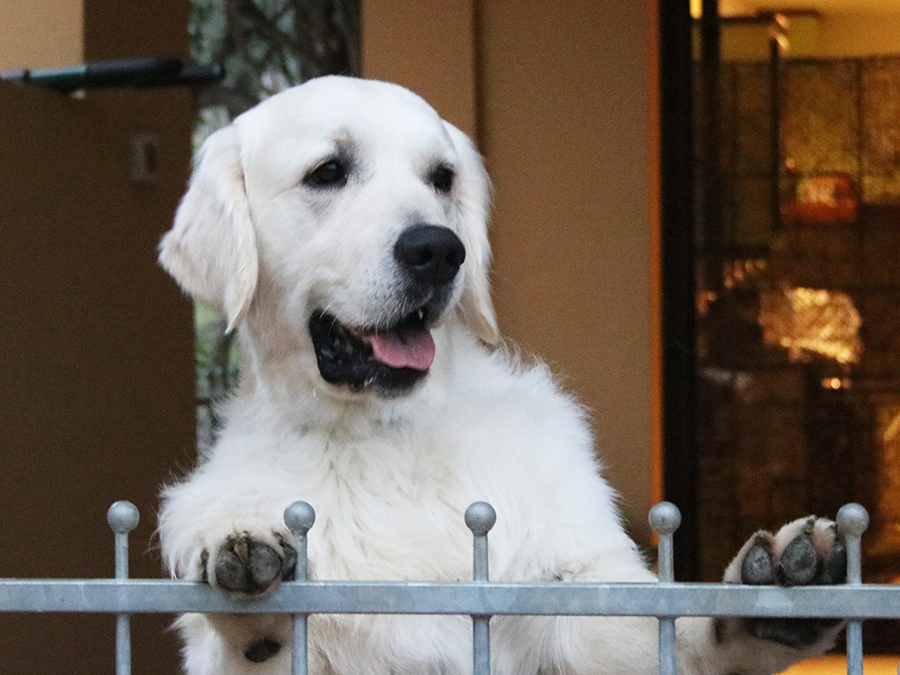 marybel Golden Retriever