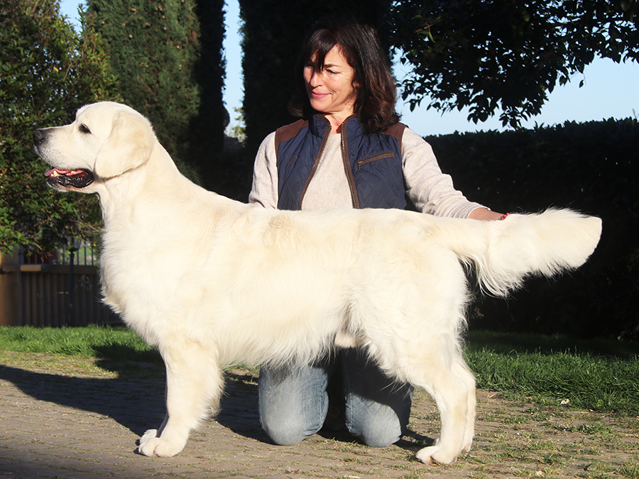 GoldeN Retriever Marybel