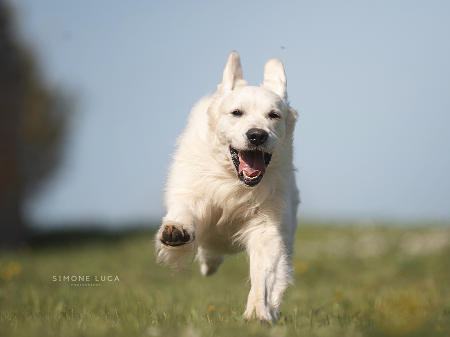 Marybel Golden Retriever