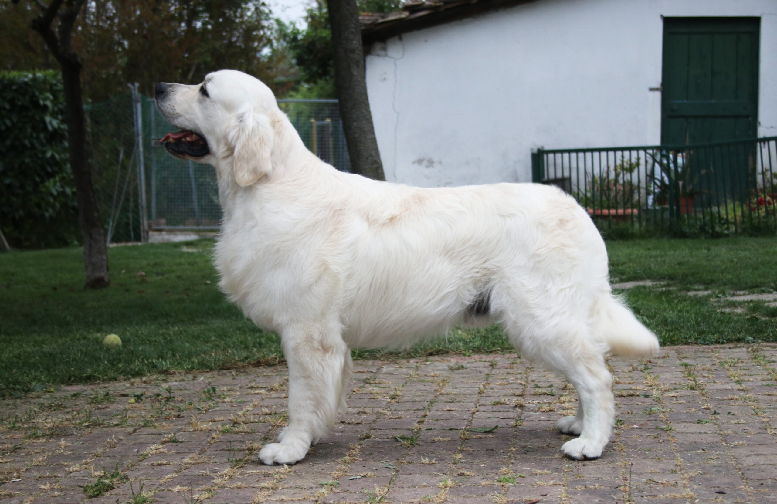 GoldeN Retriever Marybel