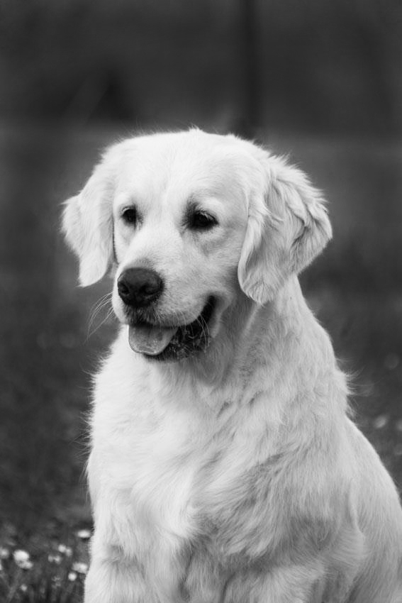 marybel golden retriever