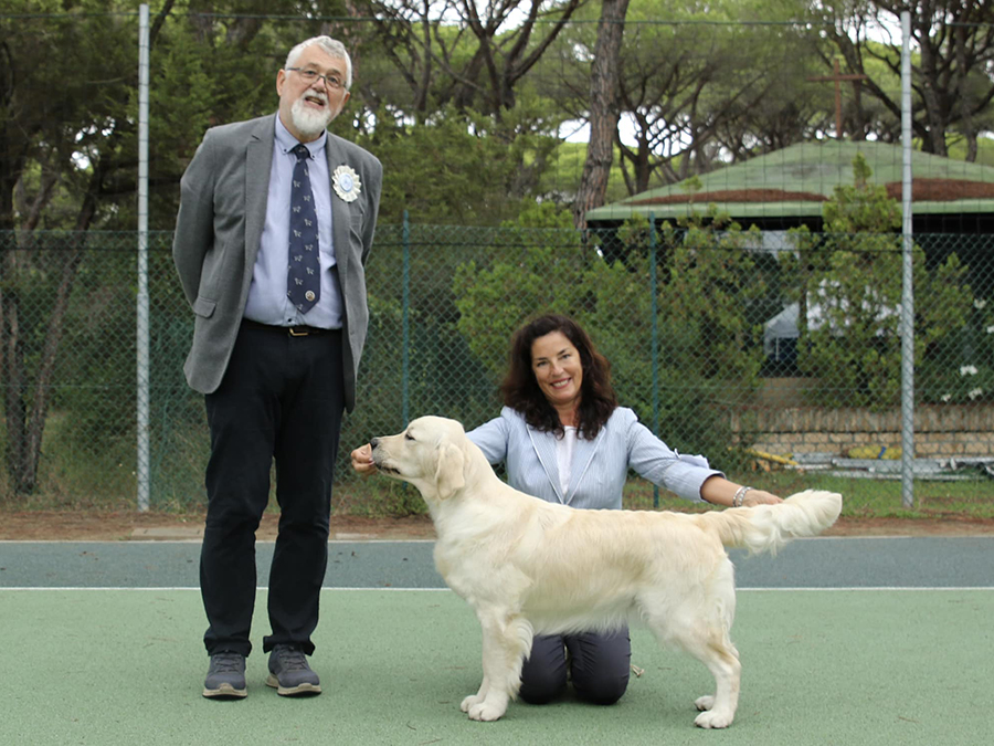 Marybel golden retriever