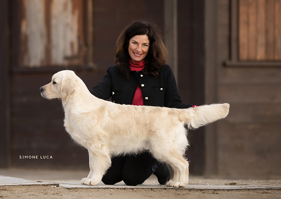 marybel golden retriever