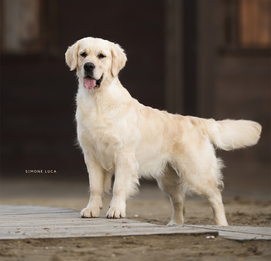 marybel golden retriever