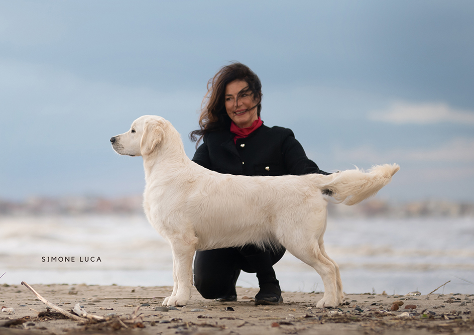 marybel golden retriever