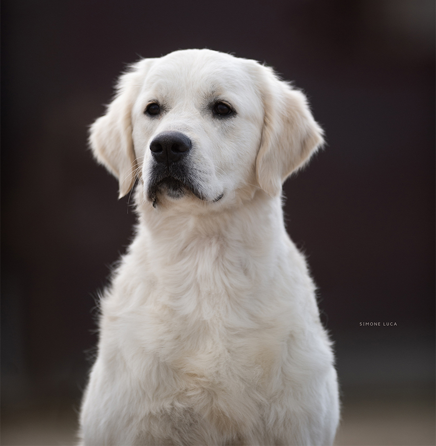 marybel golden retriever