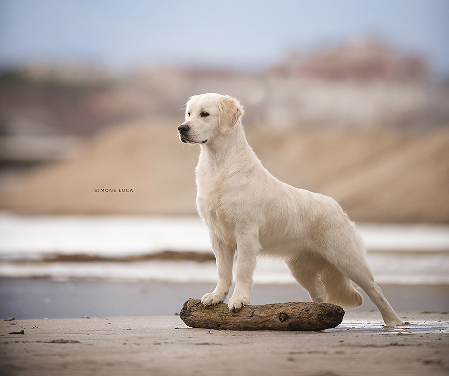 marybel golden retriever