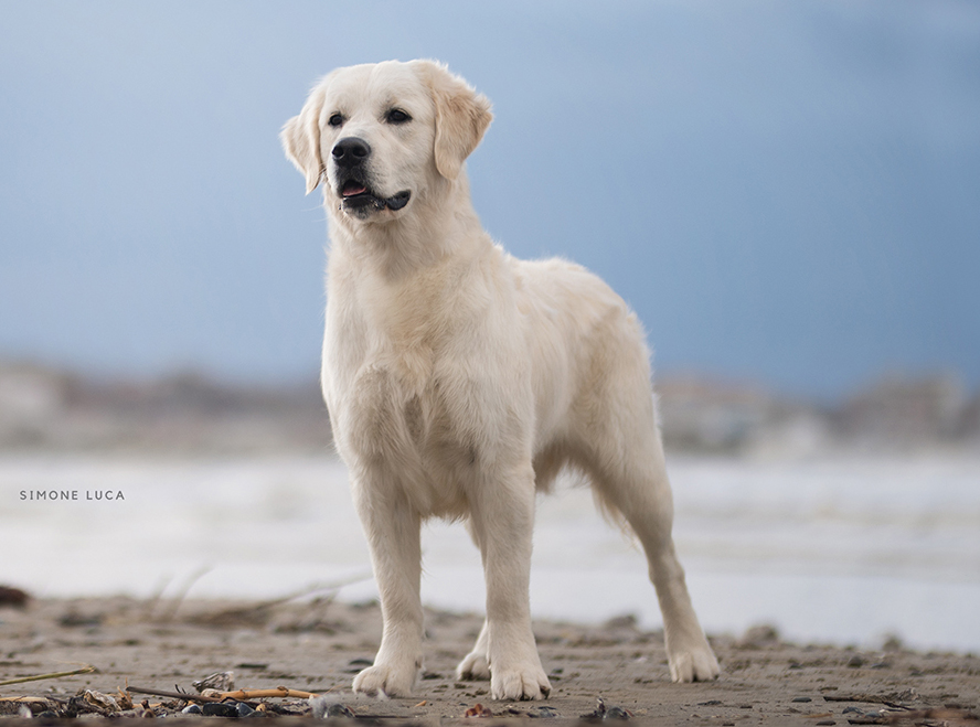 marybel golden retriever