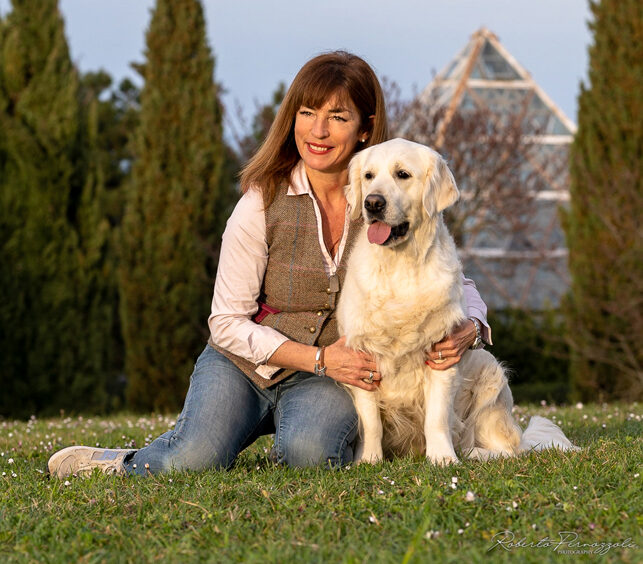 marybel golden retriever