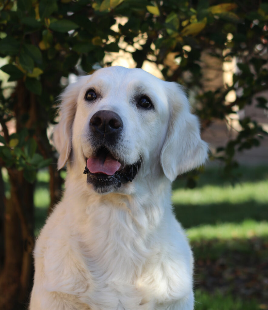 marybel golden retriever