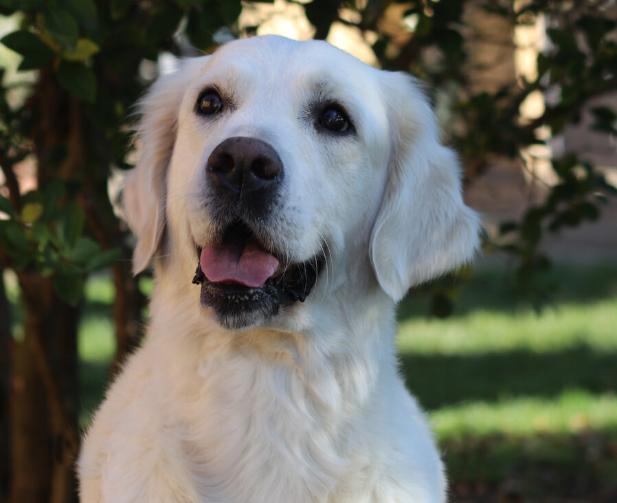 marybel golden retriever