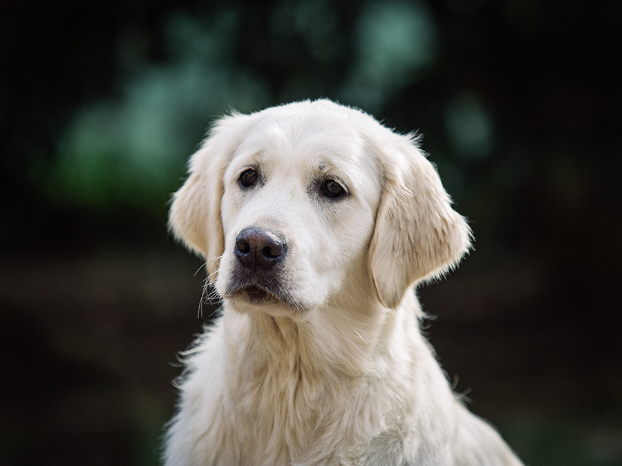 marybel golden retriever