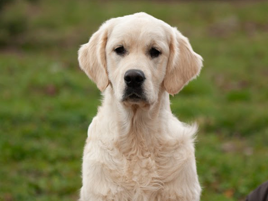 marybel golden retriever