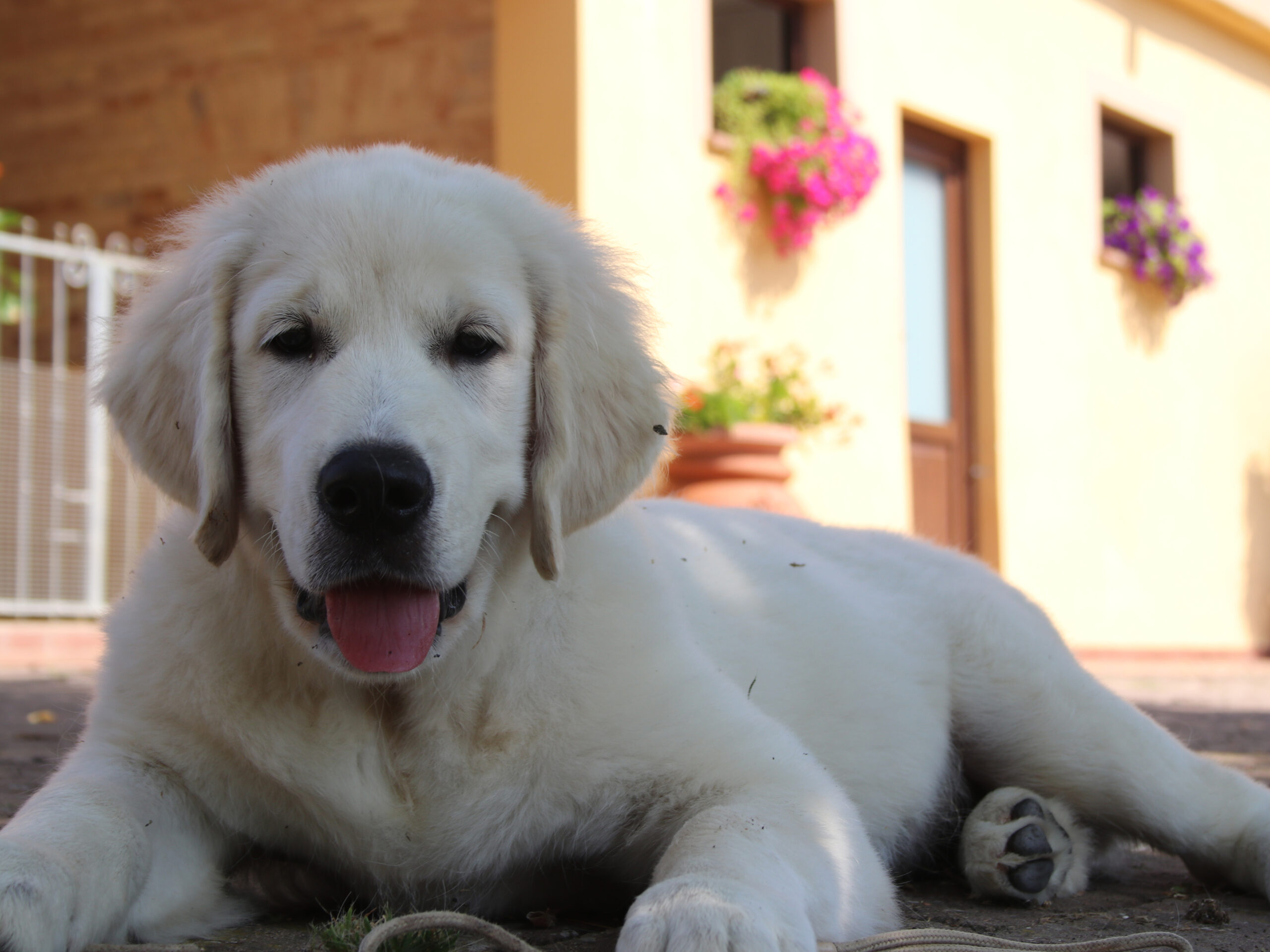 marybel golden retriever