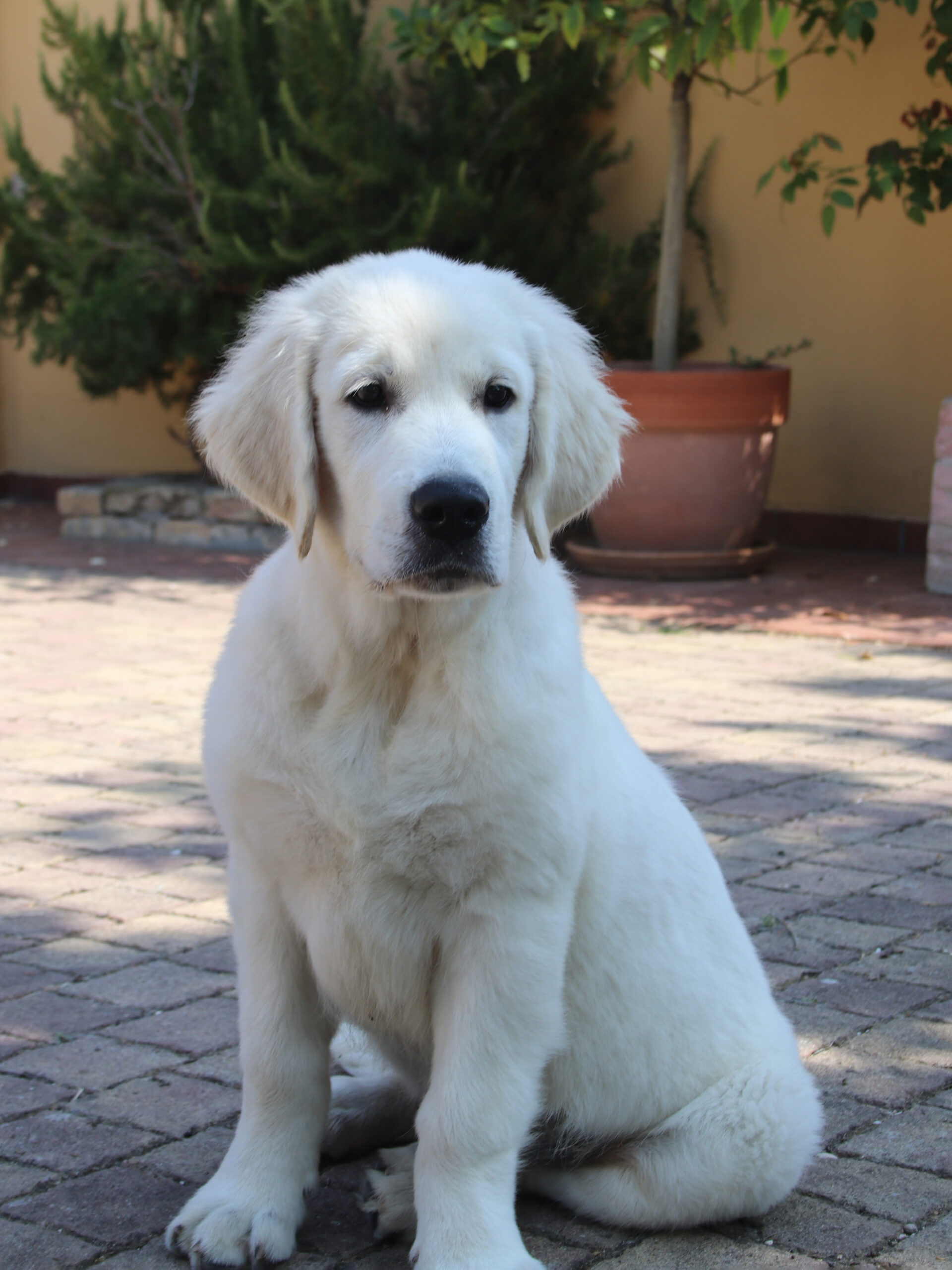 marybel golden retriever