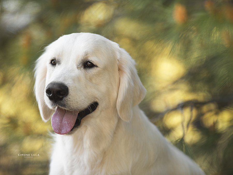 marybel golden retriever