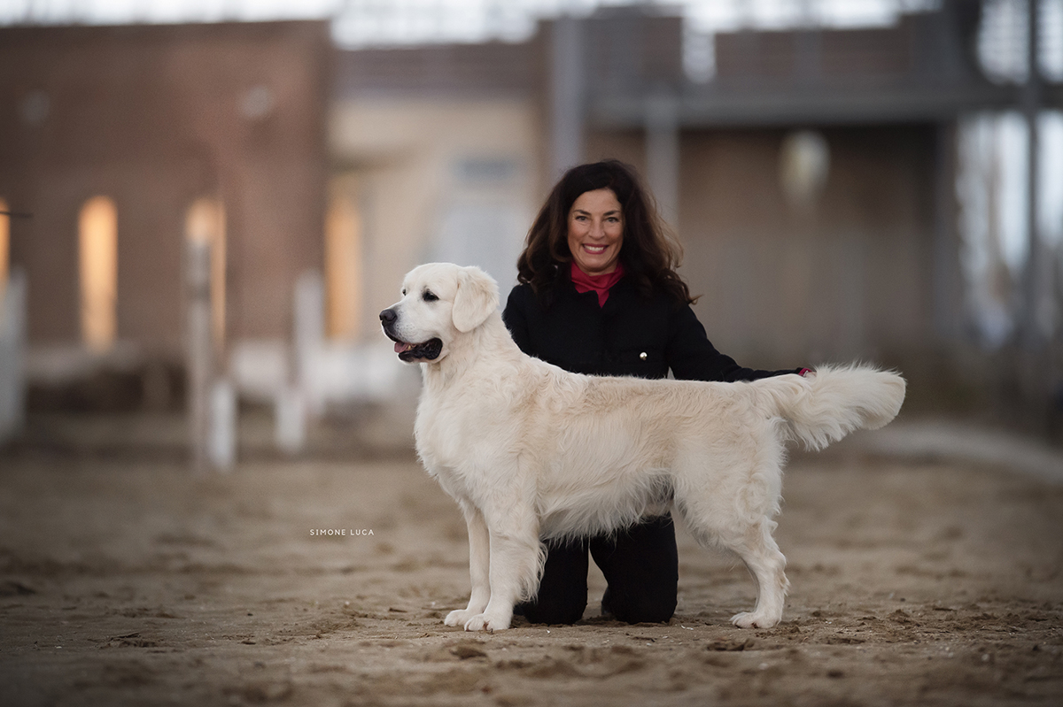 marybel golden retriever