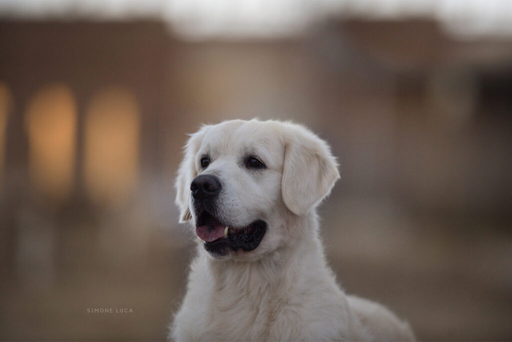 marybel golden retriever