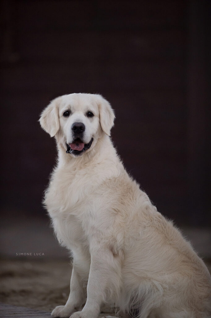 marybel golden retriever