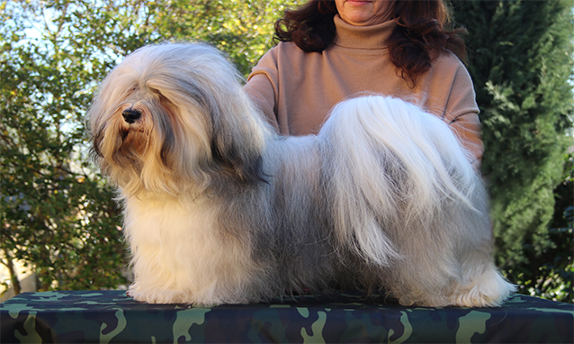 Marybel Bichon Havanais