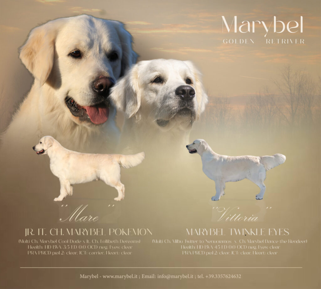 marybel golden retriever