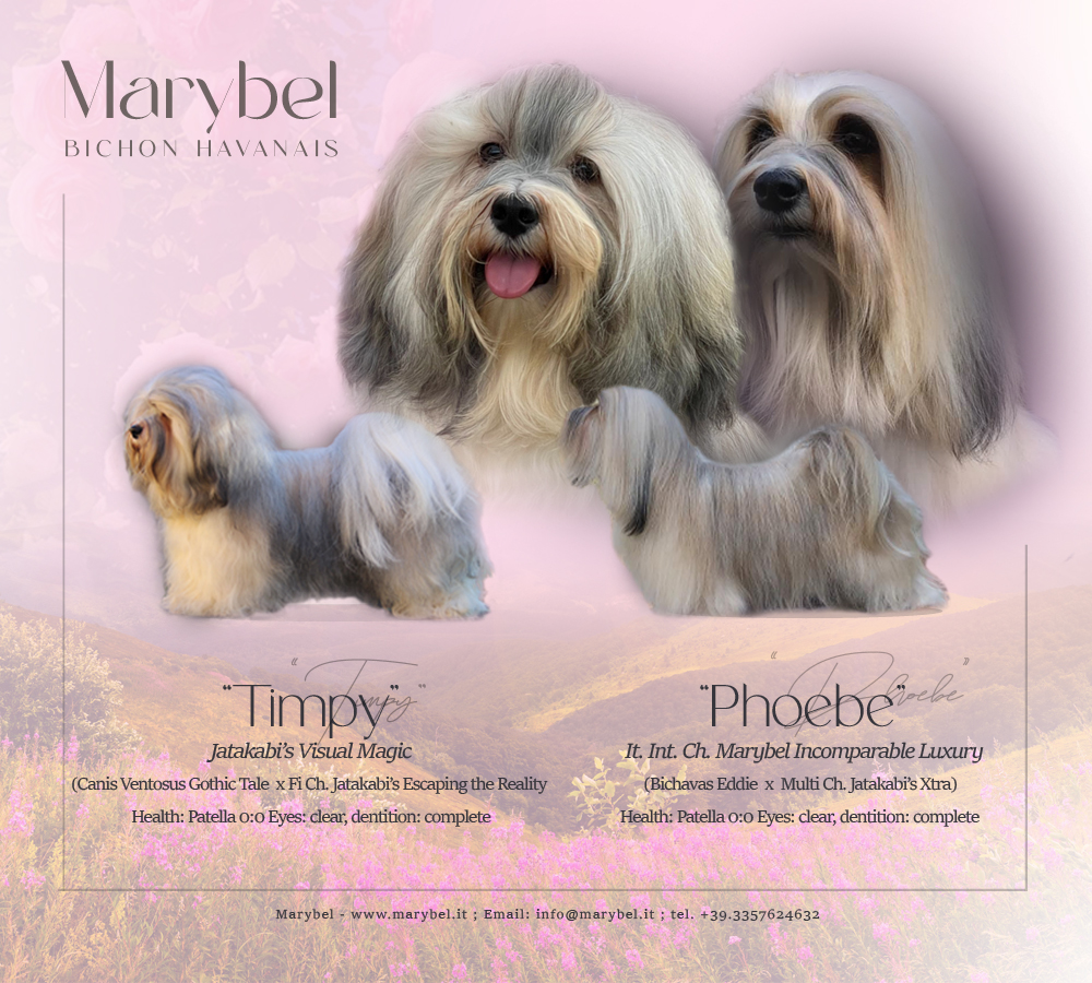 marybel bichon havanais