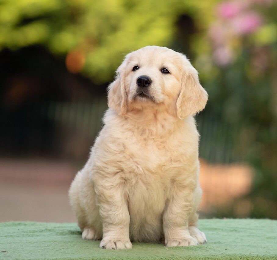 Golden Retriever Marybel