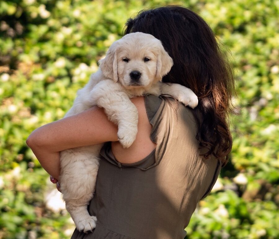 Golden Retriever Marybel