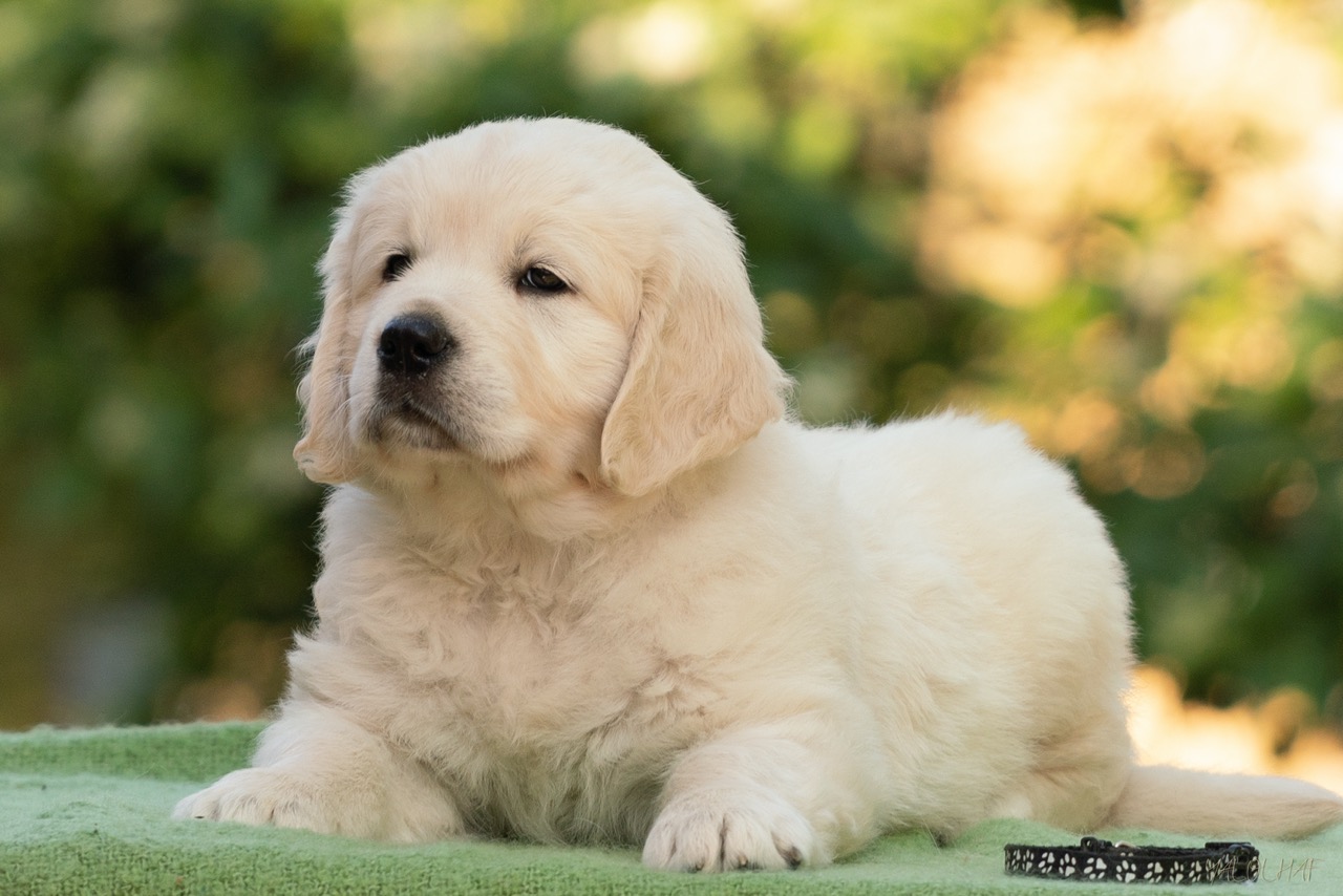 Golden Retriever Marybel