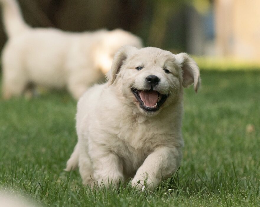 Golden Retriever Marybel