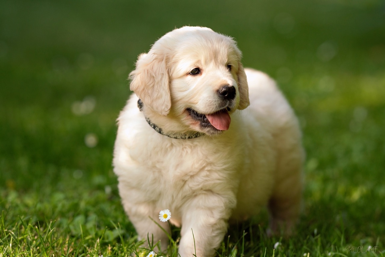 Golden Retriever Marybel