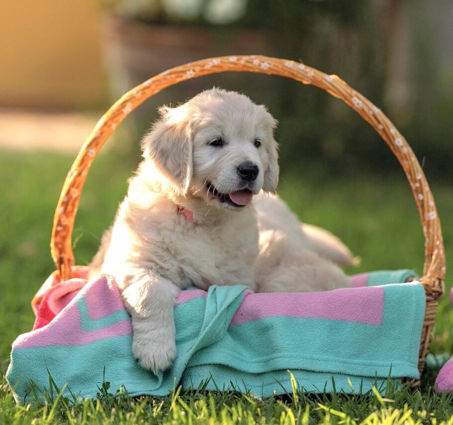 Golden Retriever Marybel