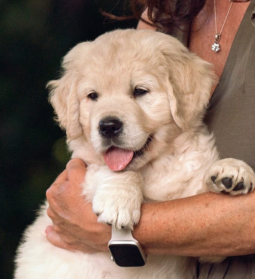 Golden Retriever Marybel