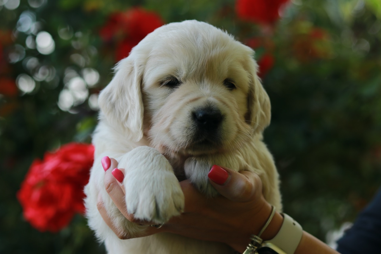 Golden Retriever Marybel