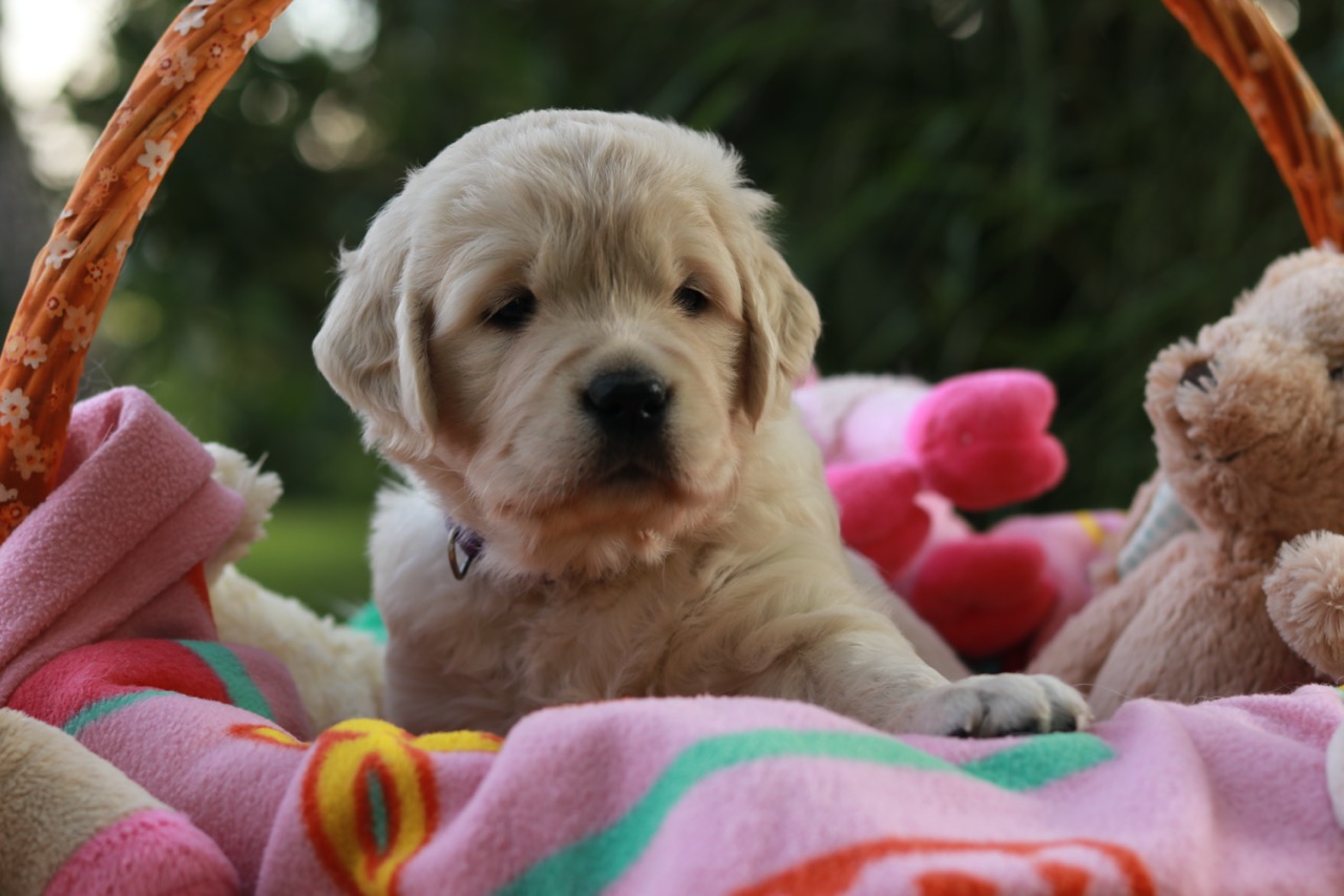 Golden Retriever Marybel