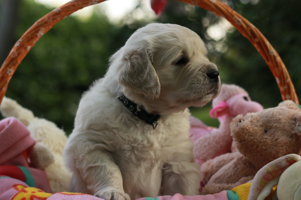 Golden Retriever Marybel