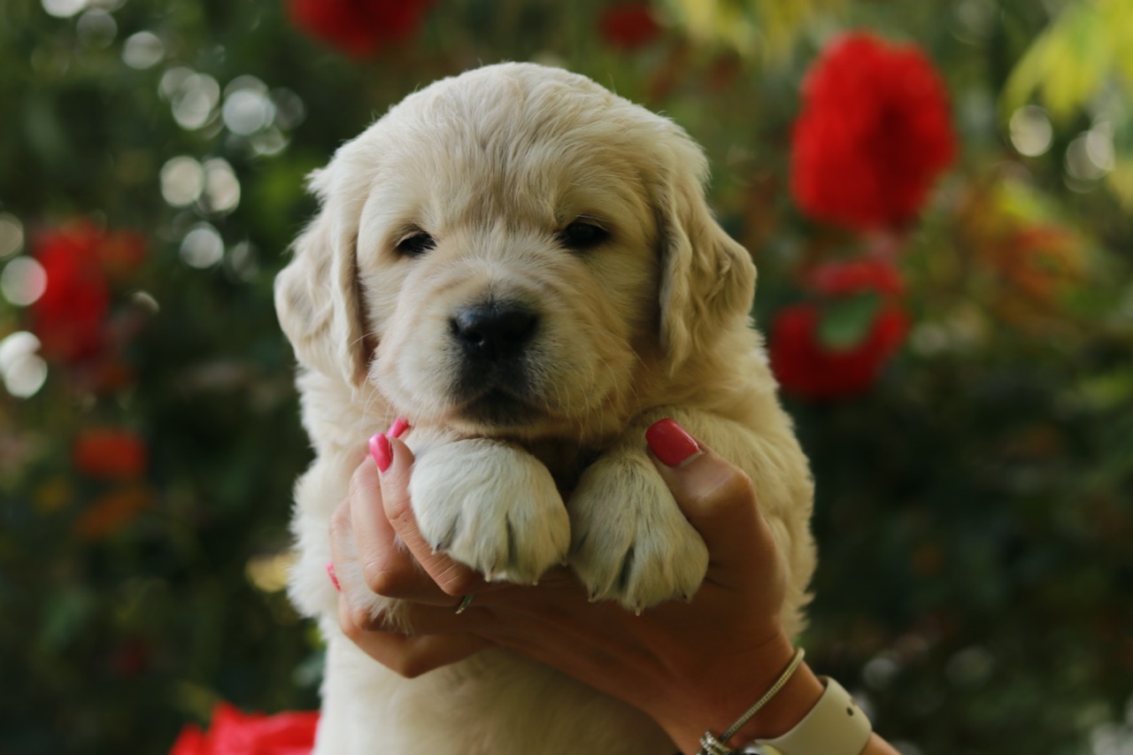 Golden Retriever Marybel