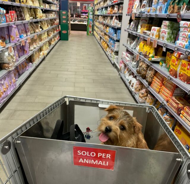 Poi c’è Bamboo che viene a far spesa 🤗 la sua corsia preferita? Salumi 🤣