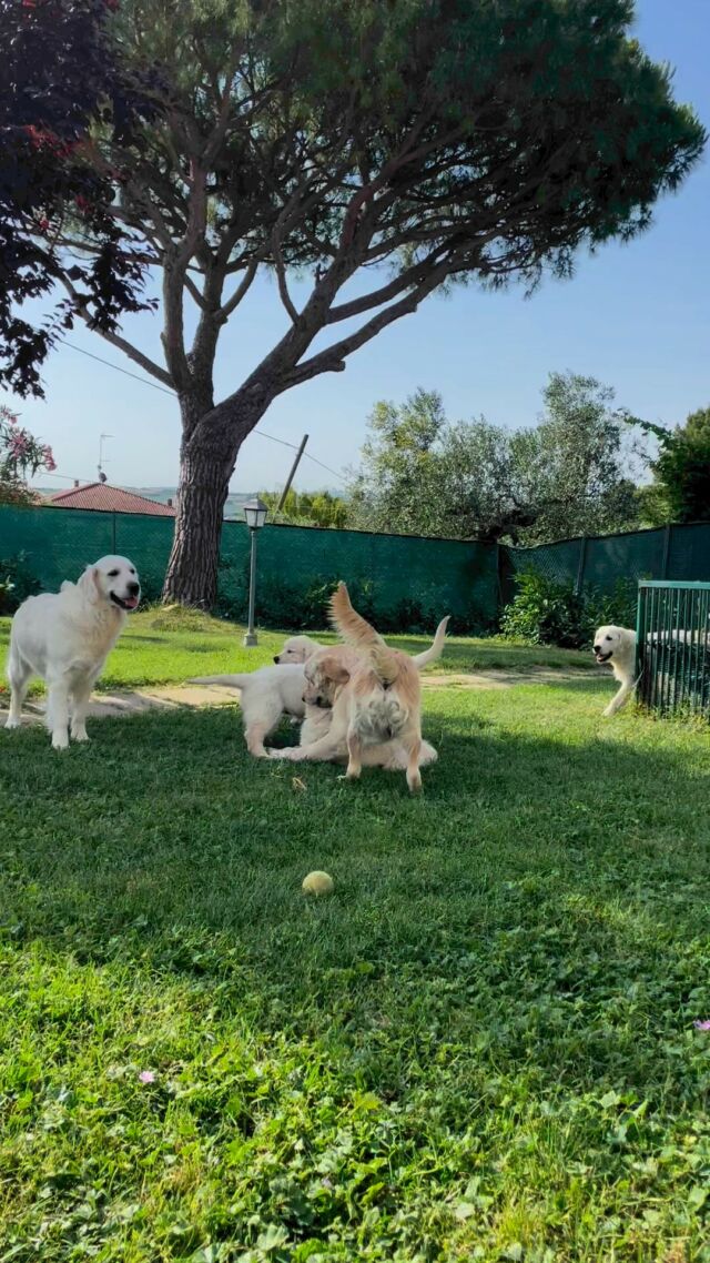 Happy moments at Marybel 🥰 #marybelgolden #goldenretriever #goldenretrieverpuppy #goldenretrieversofinstagram