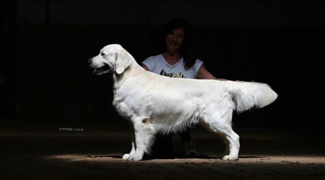 💫💫💫💫💫💫💫💫💫💫💫💫
Nathan 💙  Marybel Twinkle Tail ( Milbu Twister To Nenuoramos x Marybel Dancer the Reindeer) 
Magic moment captured by Simone Luca during the Retriever Club Show in Sardinia after winning 
 💫CAC & BOS 💫