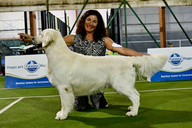 🇮🇹 IDS l’Aquila 🇮🇹 
💫💫💫💫💫💫💫💫💫💫💫
Another super day for Nathan ! 💙 
Marybel Twinkle Tail ( Ch. Milbu Twister To Nenuoramos x Marybel Dancer the Reindeer) 
 1st open class 💫CAC, CACIB BOS 💫

Our young boy Victor 💙 (Ch. Marybel Pokemon x Ch. Twinkle Eyes)
2nd in junior class 
Judge S. Mitrevski

Beautiful L’Aquila  is always worth visiting 😀