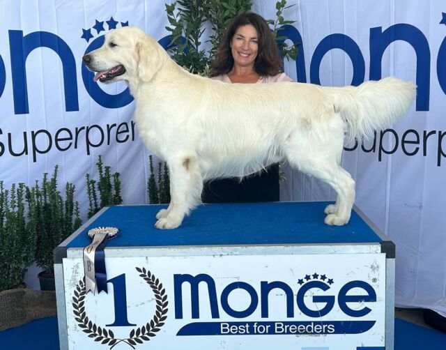 🇮🇹Marche Winner 🇮🇹
Un week end intenso ma pieno di soddisfazioni! 😊
😘fiera dei miei ragazzi 😘

📌IDS Fano 05.09
Nathan 💙Marybel Twinkle Tail ( Ch. Milbu Twister To Nenuoramos x Ch. Marybel Dancer the Reindeer) 
 1Ecc. CAC, RCACIB 
 Victor 💙  Marybel Victory at Sea (Ch. Marybel Pokemon x Ch. Twinkle Eyes)
1 ecc JCAC JCACIB JBOB 
Giudice. G.Mondo

📌IDS Fano 07.09
Nathan 💙 Marybel Twinkle Tail 
1CAC CACIB BEST OF BREED
Victor 💙  Marybel Victory at Sea 
1 ecc JCAC JCACIB JBOS
giudice. A. Cucillato

📌RCI CLUB SHOW 
Nathan 💙 Marybel Twinkle Tail 
2 ecc RCAC 
Victor 💙  Marybel Victory at Sea 
1 ecc JCAC JCACIB JBOS 
e per terminare complimenti alla piccola Perla 🩷
MARYBEL SAIL TO A SEA OF PEARLS al suo debutto 1MP BOB Baby proprietario Andrea Fontana 
Un grande ringraziamento alla 
giudice specialista Clarke Vicky.