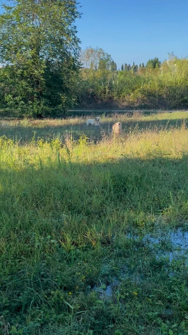 #marybelgolden #marybelgoldenretriever #goldenretriever #goldenretrieversworld #goldenretrieverlife #goldenretrieverlove