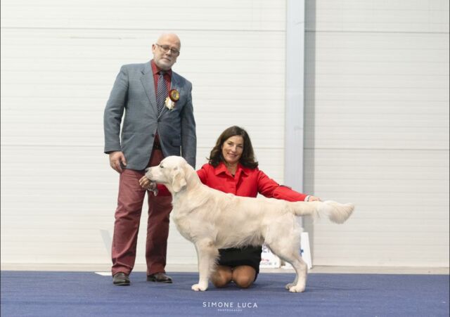 🇸🇮European Dog Show Celje 🇸🇮
 🏵️National Club Winner 🏵️
My 3 entries made me so proud!!!🥰
💙 Victor - Marybel Victory at Sea (Ch Marybel Pokemon x Ch. Marybel Twinkle Eyes) 
 1st Junior Class JCAC and ended Junior Best of Breed and Res Junior best in Show 🔥🔥🔥
under breed specialist Andrzej Stępiński 

🩷 Frida - Ch. Marybel It’s a Piece of Cake (Ch Olvinglay Visionaire x Ch Lollibeth Dreams) own Rosaria Lucchetti 
1st open class CAC 

🩷 Elsa - Ch. Olvinglay Full Sail to Marybel (Ch Marybel Fashion Guy x Ch Pinkerly Omnia Vincit Amor) 
2nd champion class RCAC 
under  breed specialist Linsey Dunbar.

Thanks friends for the lovely days spent together! ❤️