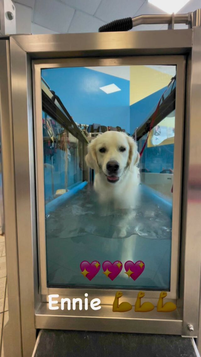 #Marybel  #marybelgoldenretriever #marybelgolden #goldenretrieversworld #goldenretriever