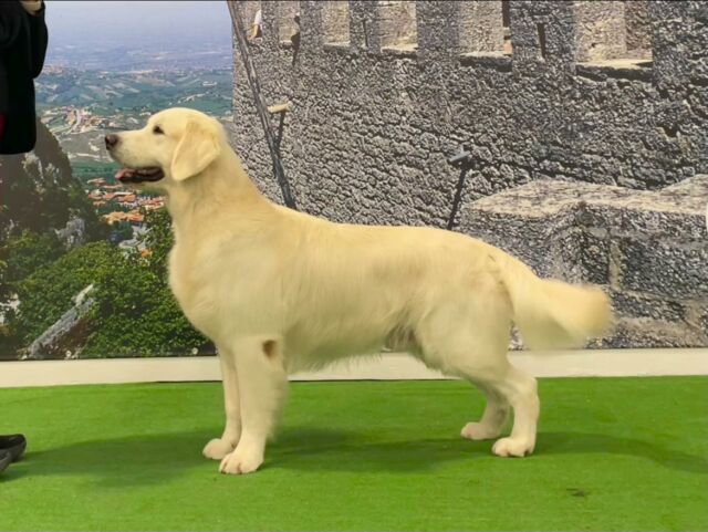 🇸🇲 IDS SAN MARINO 🇸🇲
 🤩 We had a super week end! 🤩

Nathan 💙Marybel Twinkle Tail ( Ch. Milbu Twister To Nenuoramos x Ch. Marybel Dancer the Reindeer) 
  1 exc CAC, CACIB 
 🔥BEST MALE 🔥

🩷 Frida - Ch. Marybel It’s a Piece of Cake (Ch Olvinglay Visionaries x Ch Lollibeth Dreams) own Rosaria Lucchetti 
  1st exc CAC CACIB & 
 🔥BEST OF BREED 🔥 3BOG

Judge O. K. Sinko