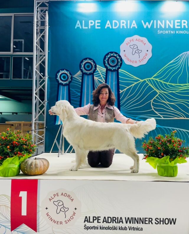 🇸🇰Alpe Adria Winner Show Vrtojba🇸🇰

we spent a beautiful weekend in Slovenia! Lots of fun with friends! 🤪 and excellent results for our team 🤩

💙 Nathan -Marybel Twinkle Tail ( Ch. Milbu Twister To Nenuoramos x Ch. Marybel Dancer the Reindeer) 
  2x CAC open class

🩷 Frida - Ch. Marybel It’s a Piece of Cake (Ch Olvinglay Visionaries x Ch Lollibeth Dreams) coown R. Lucchetti
✨✨✨✨✨✨✨✨✨✨✨✨✨✨
INTERNATIONAL SHOW CHAMPION!!!